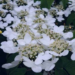 Viburnum plicatum